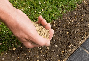 Overseeding in the Spring vs Fall: When is the Most Optimal Time?