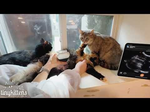 Spectra might be our cutest pregnancy ultrasound yet! 🐾🥰