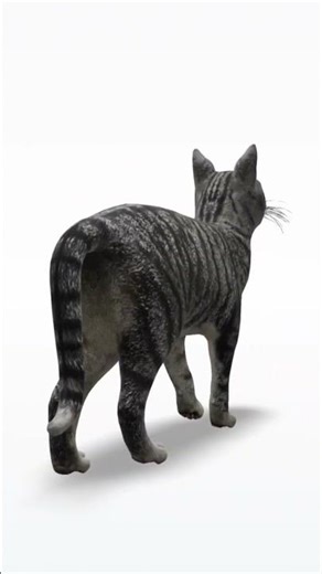 3D animation of cat