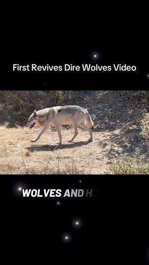 2.1K views · 46 reactions | First Dire Wolves Broght Back to Life #igorkryan #wolvessecret #direwoves #wolfdog #direwolf | Creator’s Riddle: Darwin vs. God | Facebook