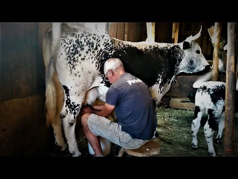 Comment traire manuellement une vache avec Roland