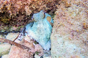 Octopus Farming Questioned | Marine Science | Fish Focus