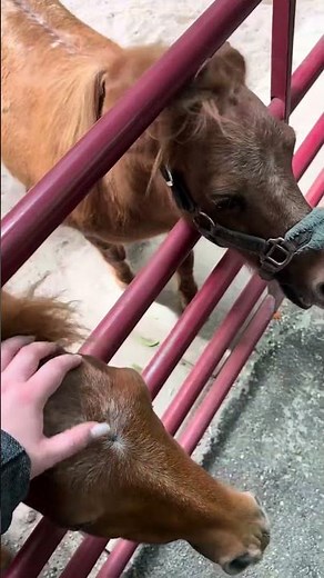 The Girls Strawberry Patch in Delray Beach🍓🐐