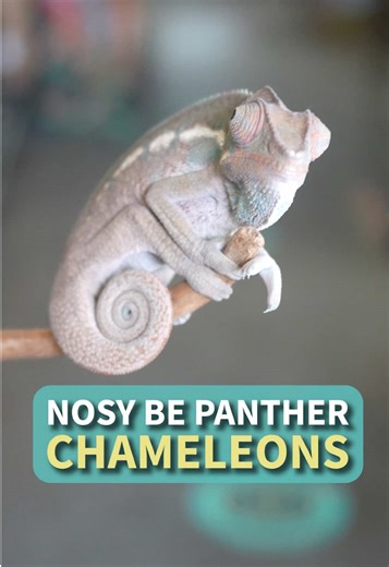 Nosy Be chameleon… sounds fancy, but it’s actually just a blue variety of a panther chameleon 🦎💙 Same species, different island vibes 😋🌴 #nosybe #nosybechameleon #chameleons #chameleonlove #pantherchameleon