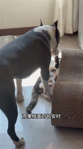 Cute Crossbreed: Cat-Dog Hybrid Behavior Explained