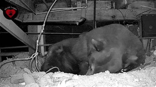 Mama bear turns Tahoe crawlspace into baby nursery. See the ‘cuteness overload’