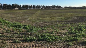Recent rains have filled the Santa Clara River as local aquifers see only a moderate rise. http://www.vcstar.com/videos/news/local/2017/01/24/video-aquifers-get-little-water-santa-clara-river-roars/97013670/ | Ventura County Star