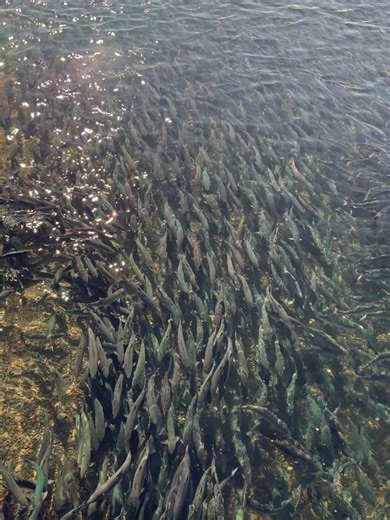Alaska Rainbow Lodge on Reels