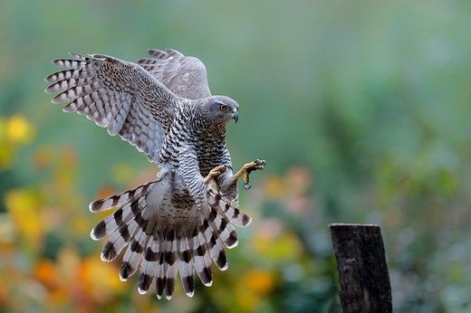 Most common hawks found in Pennsylvania