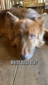 It's world Yoga day! Do you do yoga? if so why? Here's why I do yoga. | Russell Brand