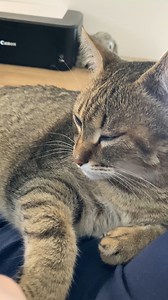 Loud purring... 😄 | Samy & Mury