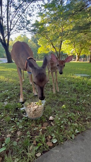 4.9K views · 772 reactions | How close will Graham get to me Brave baby #trails #hiking #Cats #Dogs #HikingWithCats #ASMR #Animals #GoldenRetrievers #HikingWithDogs #deer #Nature | Brown Hiking Trails | Facebook