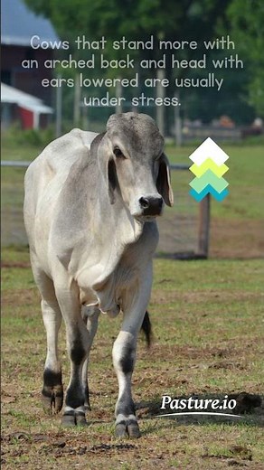 Cow Body Language - How to Recognise and Reduce Stress in Your Cows? #cowbehaviour #animalwelfare