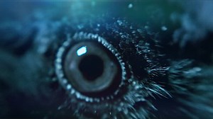 Raven. Eye of the crow. Macro.