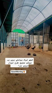 #saqisaqi #lahoraseel #shamo #chinashamo #birds #thailandaseel #shelter #shamobussince #thaiburmi #thaiaaeel #aseel #burmiaseel #whiteshamo #kingshamo #lahorephotography #saqiaseelfarm #Thailand #thaifighter #shamobussince #lakhashamo #blackshamo #🇹🇭 #burmiaseel #thiafight #saqisaqibirdsshelter #whiteoshamo #king #saqisaqi #birdsshel #shamofight | Bird's shelter