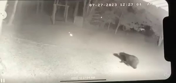 A Bear Spotted in Waynesboro This bear was captured on video last night taking a stroll in the city limits of Waynesboro. The bear was spotted in the area of South High Street. The TWRA is aware of this bear and others that have been spotted in the area. Though there isn’t a breeding population of bears in Middle Tennessee yet, the animals are in the fringe counties and it is not uncommon to see young bears moving through the area looking to set up their own home range, according to TWRA. Typica