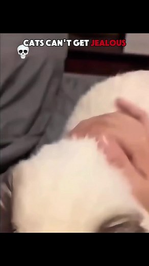 LYX (@lyx_927)’s video of cat sound attracts cat