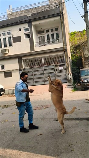 Labrador Retriever Training #session #1577 #labrador #dog #dogtraining #shorts