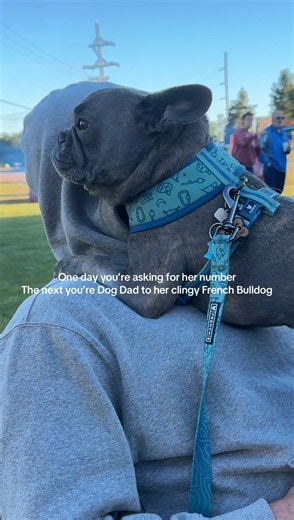 Dog Dad to a Clingy French Bulldog: Cute Moments with Daddo