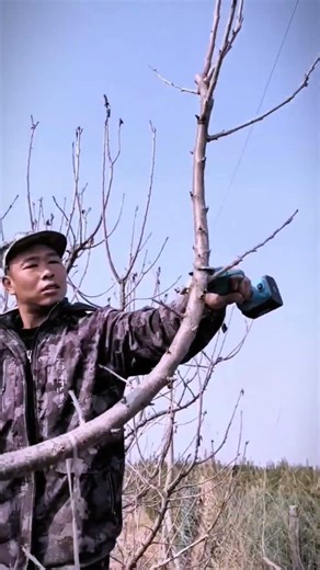 Cutting Tree Branches With Simple, Sharp Tools