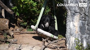 🐻WARNING🐻: An unBEARably adorable video is on your timeline! To ensure the joy and delight of all your loved ones, be sure to share this video with everyone you know. Thank you for your cooperation! 📷: Randhir the sloth bear | Columbus Zoo and Aquarium