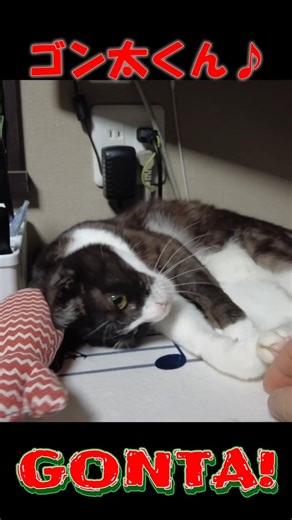 眠そうにじゃれるゴン太くん No.S770【#保護猫】