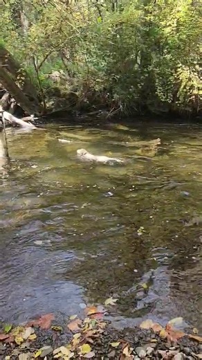 Goose building confidence to help pass her akc cgc test! Follow us to see her more! Contact us for private dog training lessons! | Cryptid Kennel's Tracking and Training | Facebook