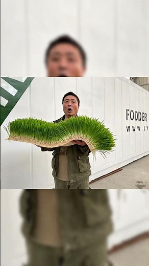 7 day growth from seed to feed, this is Lyine preferred method of hydroponic fodder growing