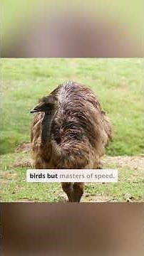 Secrets of the Mighty Emu