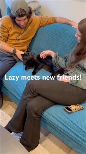 Foster Lazy meeting new friends! #fostercat #cat #blackcat #adoptdontshop #fostering
