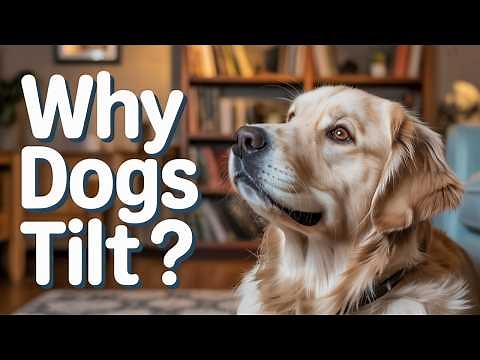 10 Must-Know Dog Behaviors Finally Explained! 🐶 (Why Your Dog Does That)