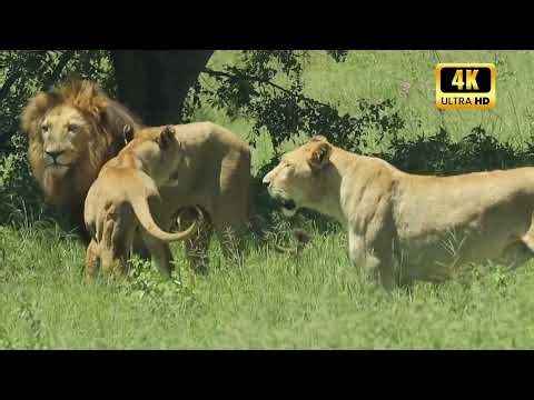 Kings of the Savannah: Lion Pride Hunting Prey