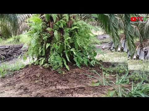 Mounding Solusi Yang Pas Untuk Sawit Areal Berpasir Dan Tergenang....!