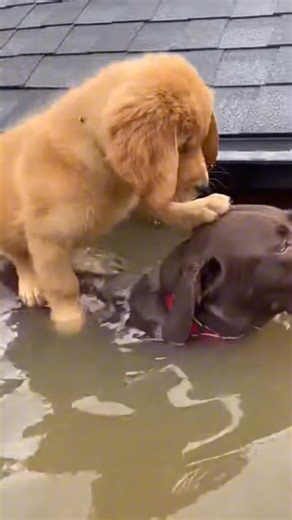 The floodwaters took everything, leaving this tiny pup stranded on a rooftop. A brave dog spots a stranded puppy on a submerged roof and immediately steps up to save the day. 🐾❤️ Note: This video is AI generated. | We Love Dogs