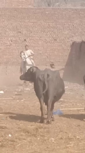 Herding Bulls on a White Horse in Rural Setting