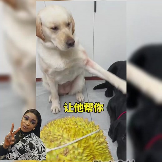 I don't have copyright on this video.😂😂😂😂😂😂😂 | Rebecca Godwin