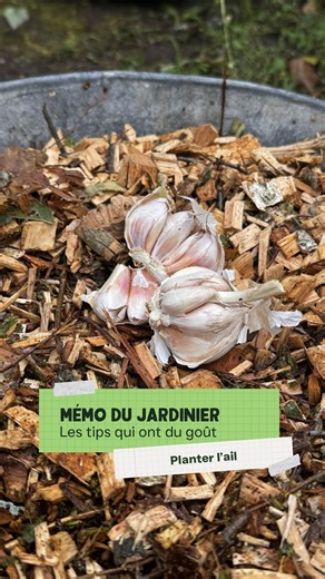 🍂 A l’automne c’est le moment idéal pour planter l’ail !🧄 Pour ça, rien de plus facile, il faut simplement : 👉 Utiliser une terre légère et riche 👉 Planter chaque caïeu d’ail tête vers le haut, peu profondément 👉 Recouvrir d’un coup de râteau (ou de main) puis pailler Un peu de patience, on se retrouvera au mois de juin pour les récolter 👀🧄💛 #Potager #BulbesPotagers #JardinDAutomne #Ail #Oignon #Échalote #JardinageNaturel #Comestible #SanrivalJardin | Sanrival Jardin