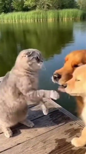 Golden Retriever Fury! 🐾 Cat Gets a Splashy Surprise! 💦🤯