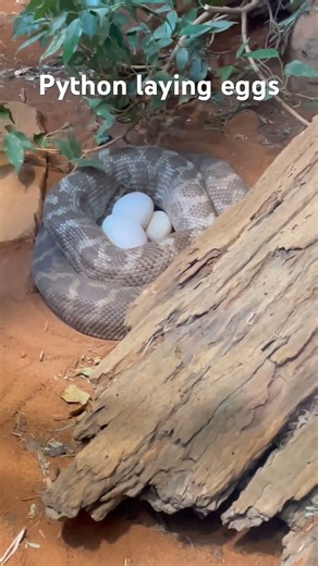 Rough scaled python laying eggs at Sydney Zoo