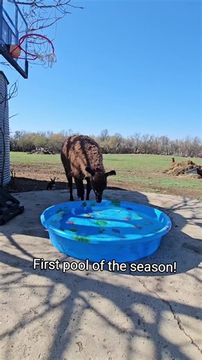 Llamas Enjoy Their First Pool Day of the Season