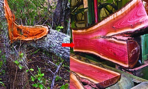 Loại gỗ chỉ cần cắt 1 tấm đem bán cũng mua được căn chung cư: Quý như vàng ròng, đắt đỏ nhất hành tinh