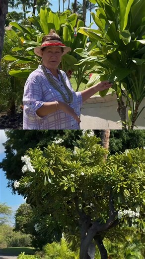 1.5K views · 29 reactions | Discover the plants of Hawai‘i Island during our Aloha ʻĀina Tour. ⁠ Led by our esteemed Director of Hawaiian Culture, Ka‘iulani Blankenfeld, learn the legends of Hawai‘i’s native, introduced and canoe plants- reminding us that when we care for the land, the land cares for us. ️ | Fairmont Orchid, Hawaii | Facebook