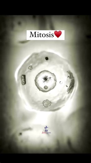 Mitosis: The Precision Machinery Behind Cellular ContinuityMitosis is one of the most remarkable processes in biology an elegant, highly regulated mechanism through which a single parent cell… | Dr Dana Shapiro | 16 comments