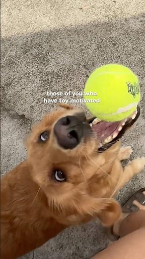 Task Training ! Crowd control for Psychiatric Service Dogs #goldenretriever