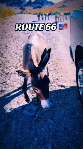 14K views · 524 reactions | Route 66  #Arizona #Route66 #monumentvalley | Historic Route 66 | Facebook