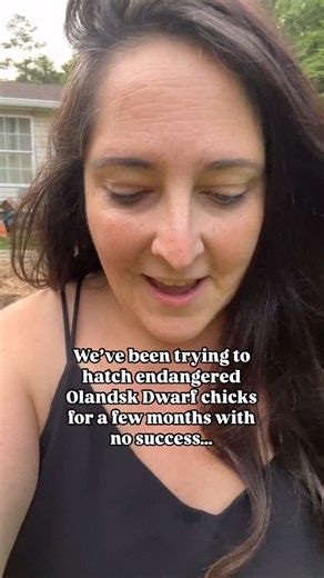 SURPRISE! Tiny Tim and Tina Tina hatched a tiny baby! 🐣 What should we name this new little friend? Olandsk Dwarf chickens are a rare, true bantam breed from the island of Öland, off Sweden’s southeastern coast. Unlike bantams bred down from larger fowl, they’re naturally small, with roosters weighing 1.3–2.2 lbs and hens 1.1–1.8 lbs. Known for their vibrant, speckled plumage in colors like red, black, white, gray, and sometimes lavender, each chicken has a unique pattern, often resembling a ca