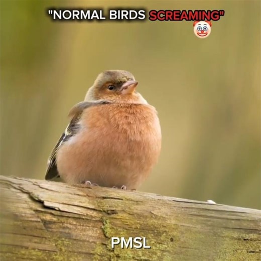 Normal Birds vs Scary Birds Sounds ☠️ #edit #animals #birds #sound