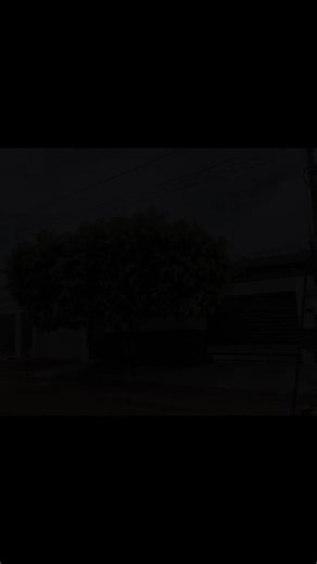 poda ornamental de oiti na 1505 sul em Palmas Tocantins