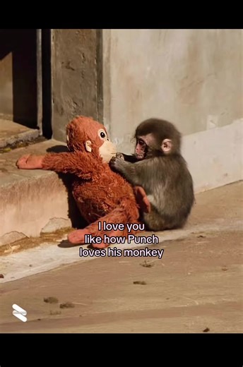The Unique Bond: Love and Playfulness Between Kids and Monkeys
