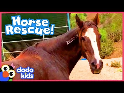 Brave Horse is Determined to Run Again | Animal Videos For Kids | Dodo Kids